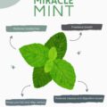 Mint is pretty miraculous. From vitamins and minerals to anti inflammatory properties, mint tea can be effective in treating tons of ailments.
