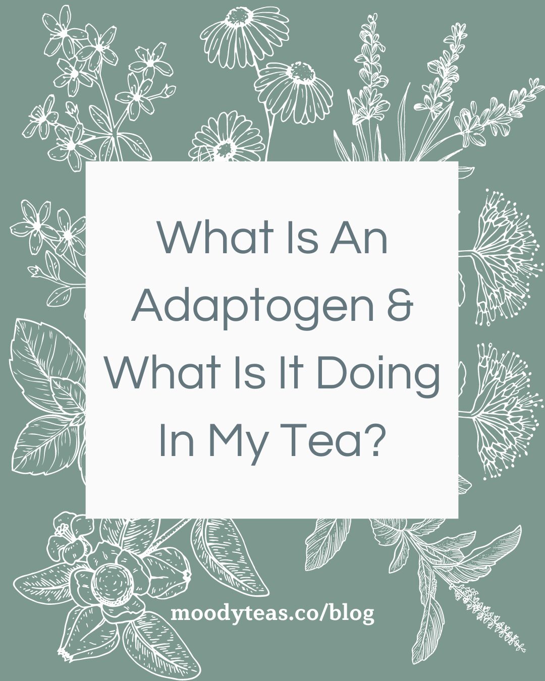 Adaptogen is definitely a buzzword lately, but what is an adaptogen, and what do they actually do? Today we'll be exploring the fascinating world of adaptogens and medicinal herbs and how they can affect your mood through tea consumption. 