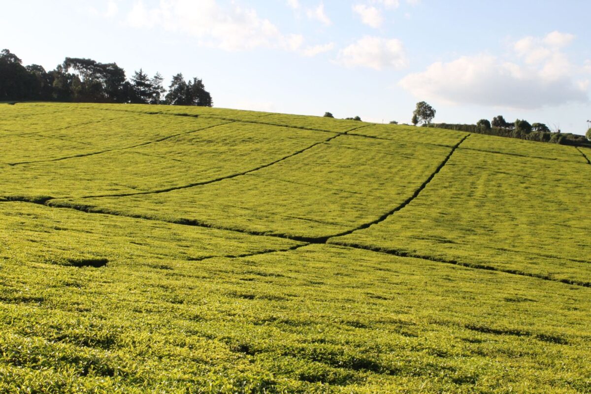 Rolling green tea plantation rows in the East African highlands