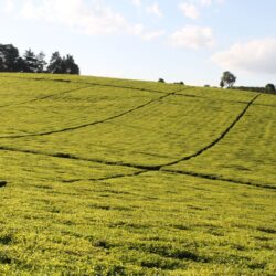 Rolling green tea plantation rows in the East African highlands