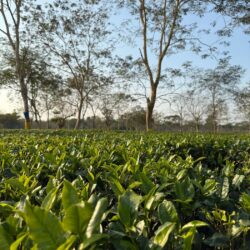 Lush green tea plantation rows under shade trees in Assam, India
