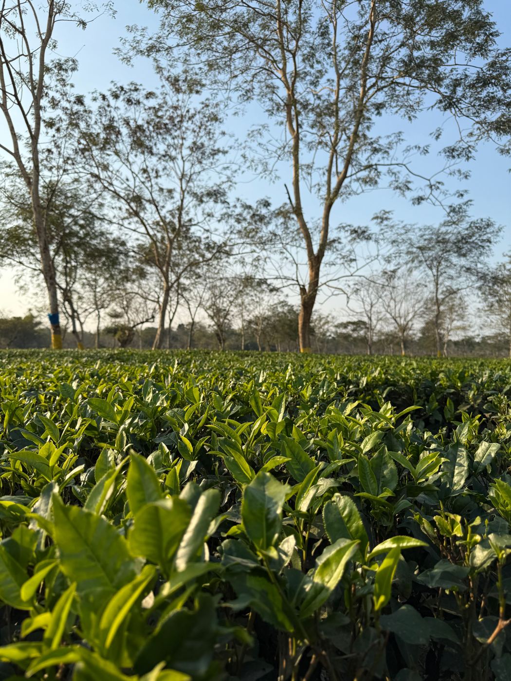 Lush green tea plantation rows under shade trees in Assam, India