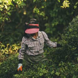 Tea worker in a visor harvesting leaves among dense tea bushes