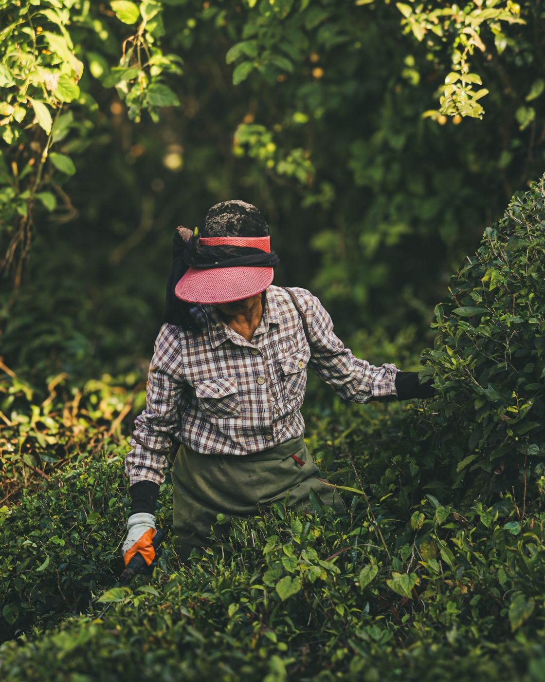 Tea worker in a visor harvesting leaves among dense tea bushes