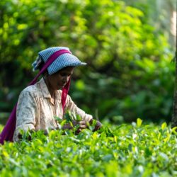 Tea picker in traditional headscarf harvesting leaves in a lush plantation