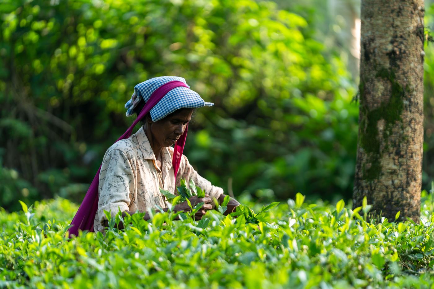 Tea picker in traditional headscarf harvesting leaves in a lush plantation