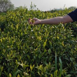 Hand plucking young tea shoots from a bush in early spring
