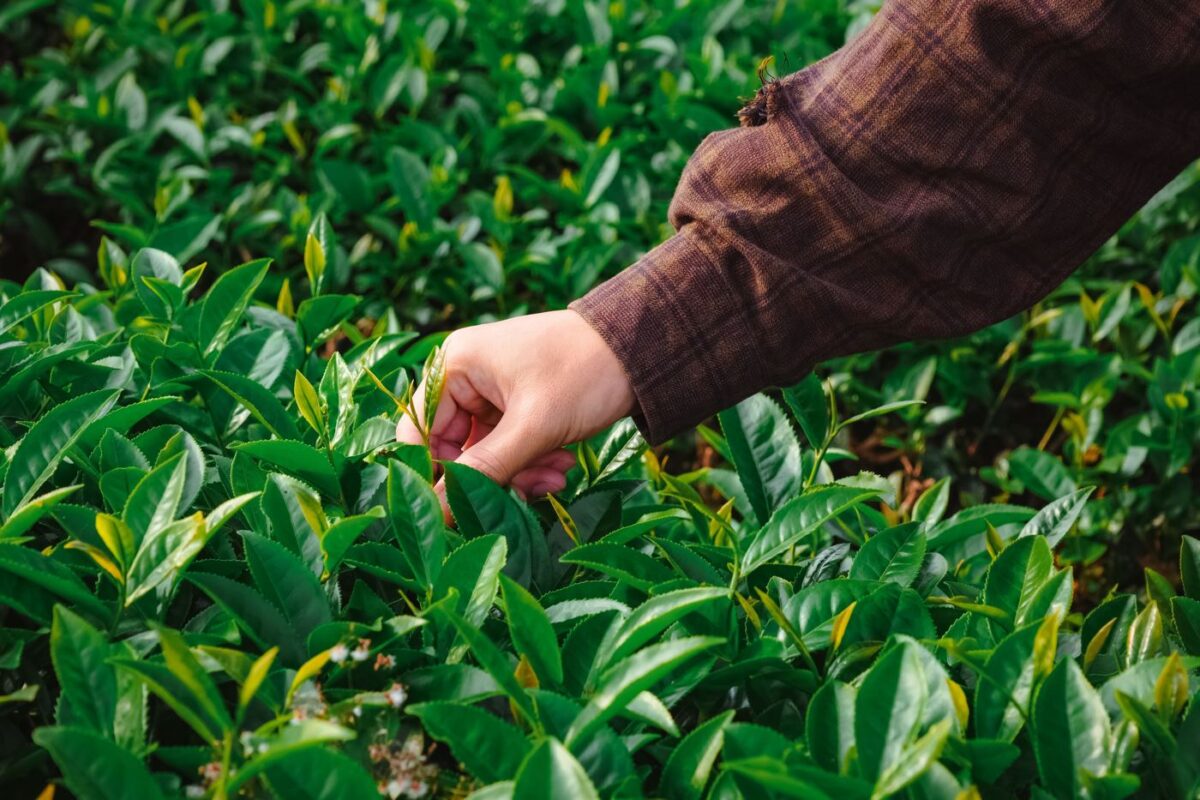 A hand picking fresh leaves from a Camellia sinensis tea plant