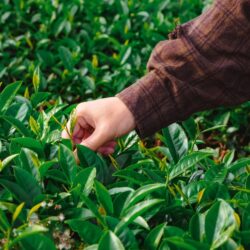 A hand picking fresh leaves from a Camellia sinensis tea plant