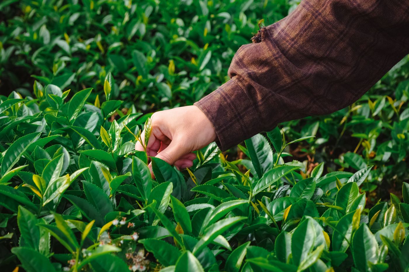 A hand picking fresh leaves from a Camellia sinensis tea plant