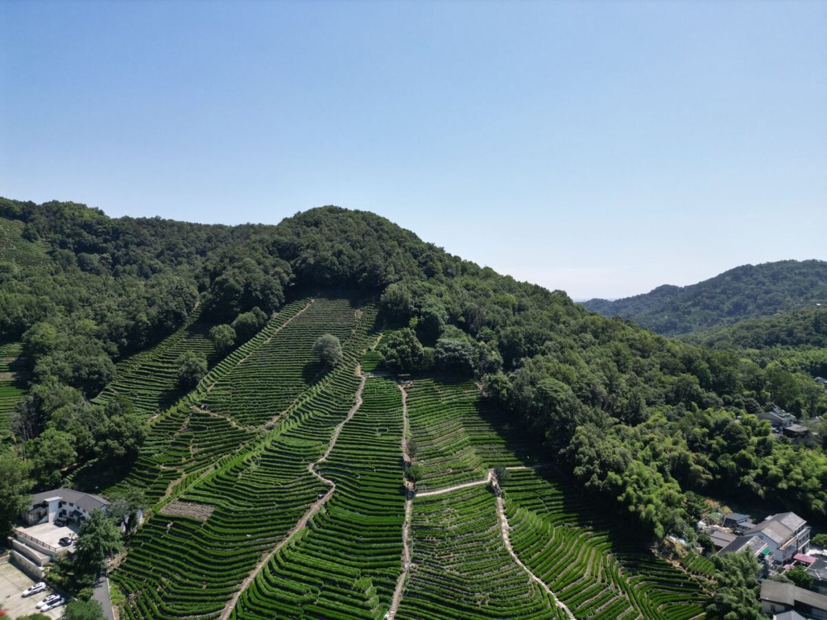 Aerial view of terraced tea plantations on a forested hillside in Hangzhou, China