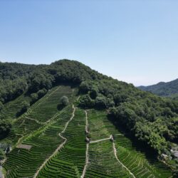 Aerial view of terraced tea plantations on a forested hillside in Hangzhou, China