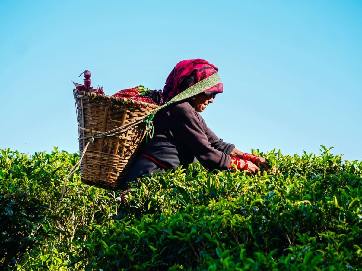 Tea picker with woven basket harvesting fresh leaves on a Darjeeling tea estate