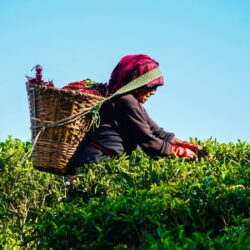 Tea picker with woven basket harvesting fresh leaves on a Darjeeling tea estate