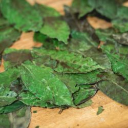 Dried guayusa leaves spread on a wooden surface