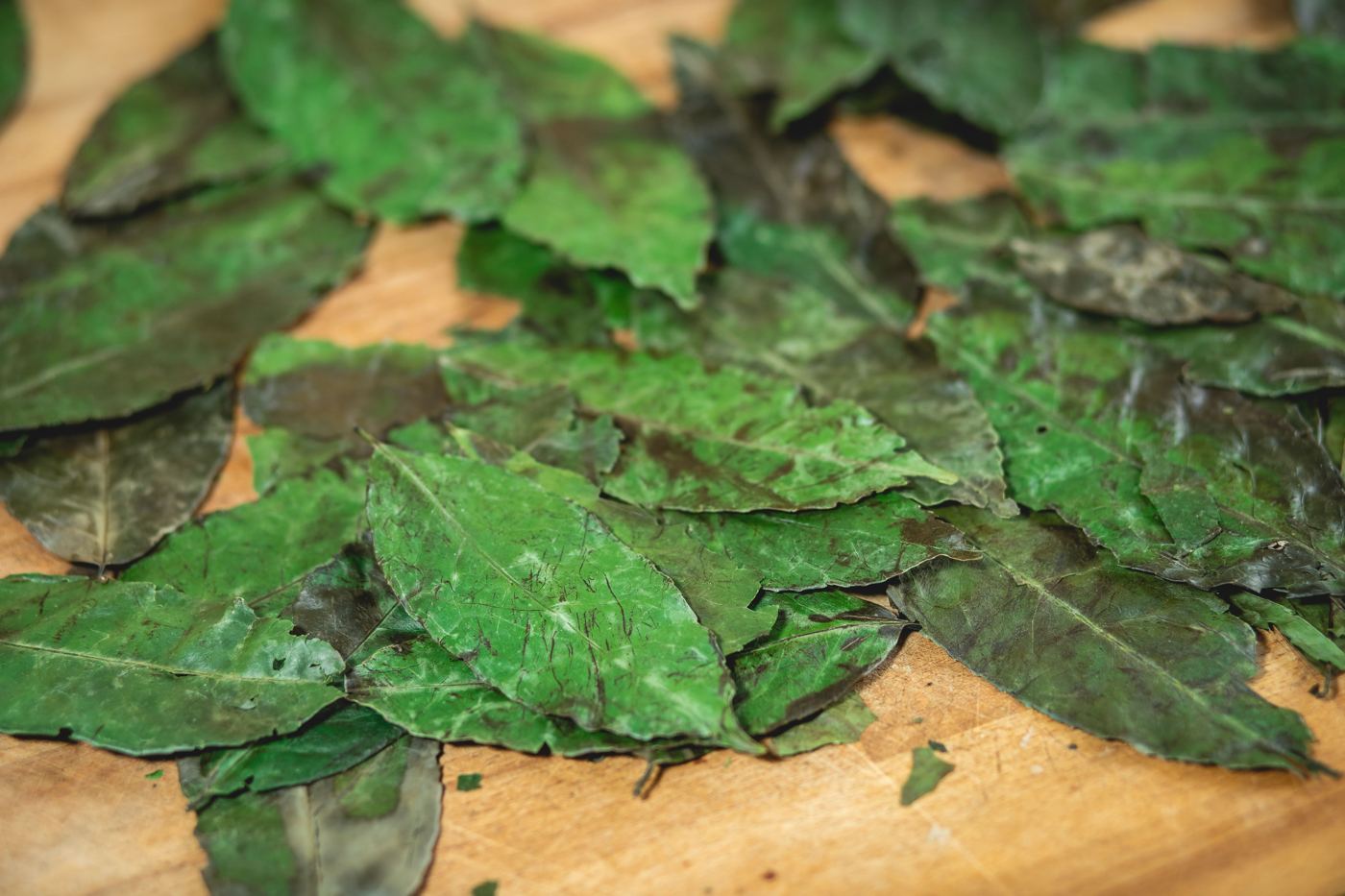 Dried guayusa leaves spread on a wooden surface