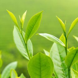 Fresh downy green tea leaves and buds on the plant