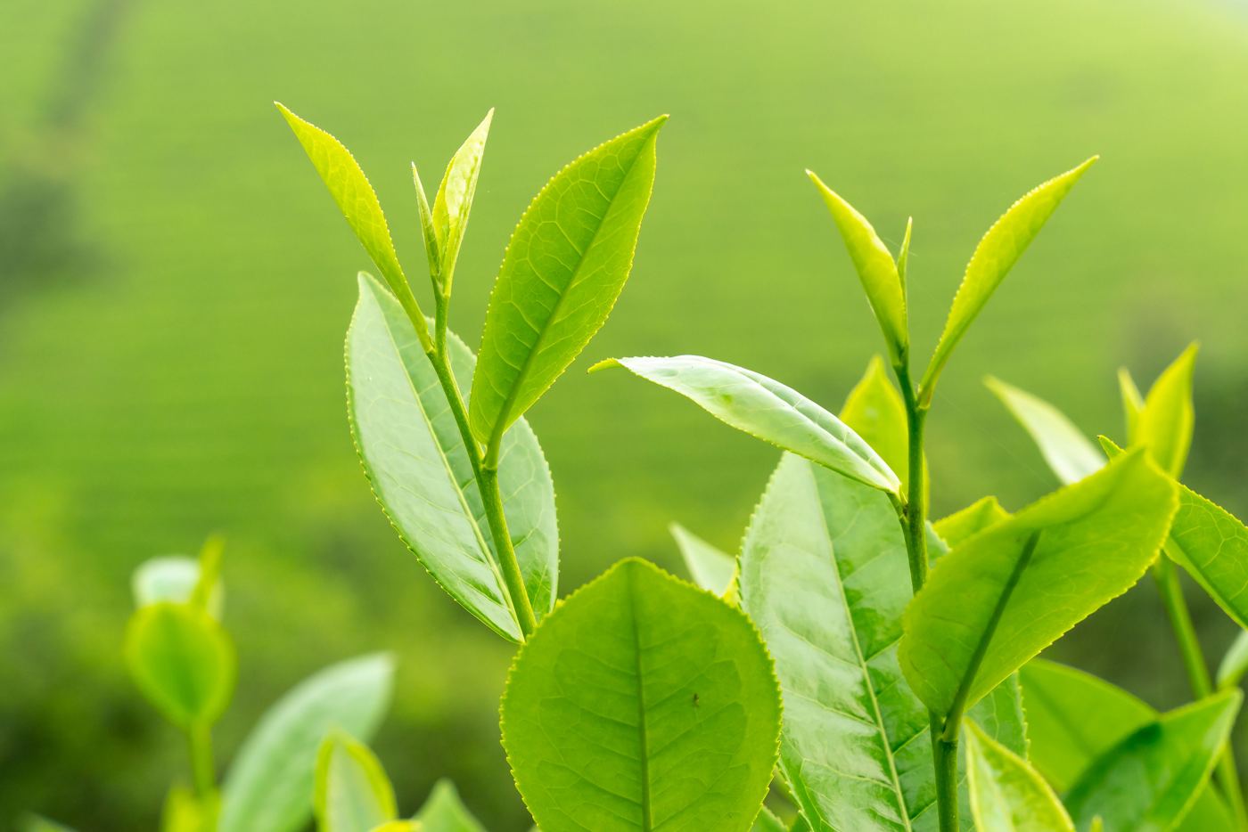 Fresh downy green tea leaves and buds on the plant