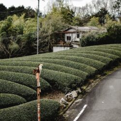 Neatly rounded rows of tea bushes on a hillside beside a traditional Japanese house