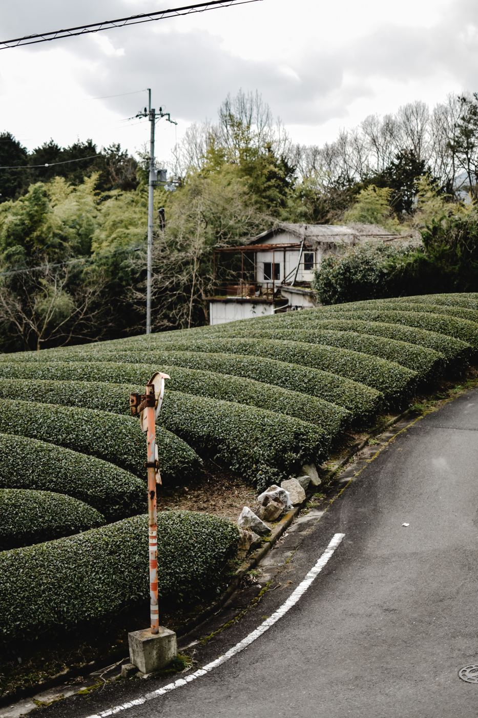 Neatly rounded rows of tea bushes on a hillside beside a traditional Japanese house
