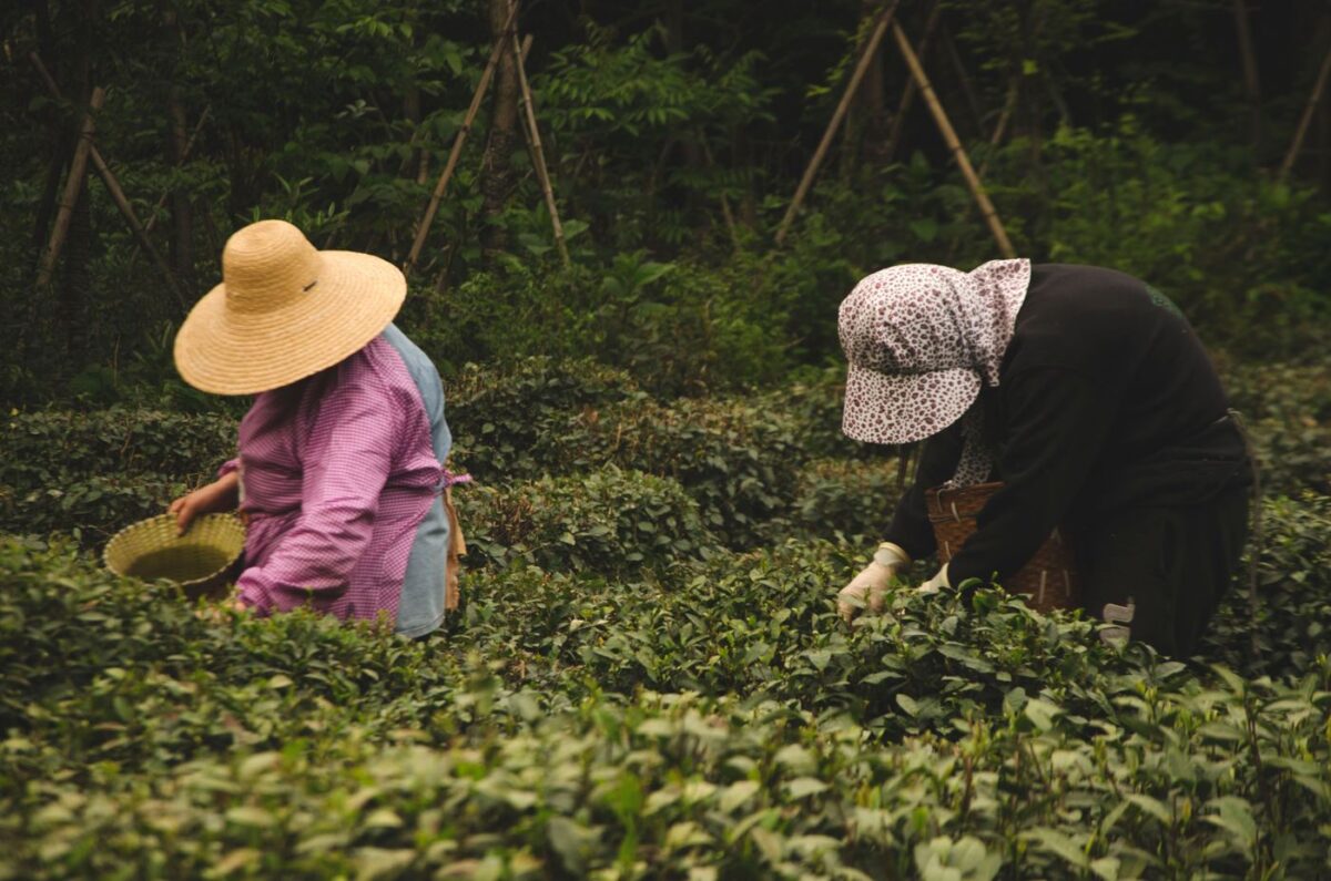 Two tea pickers wearing traditional hats harvesting fresh leaves by hand in a tea garden