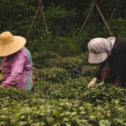 Two tea pickers wearing traditional hats harvesting fresh leaves by hand in a tea garden