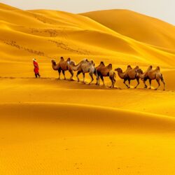A guide leading a line of camels across golden desert sand dunes