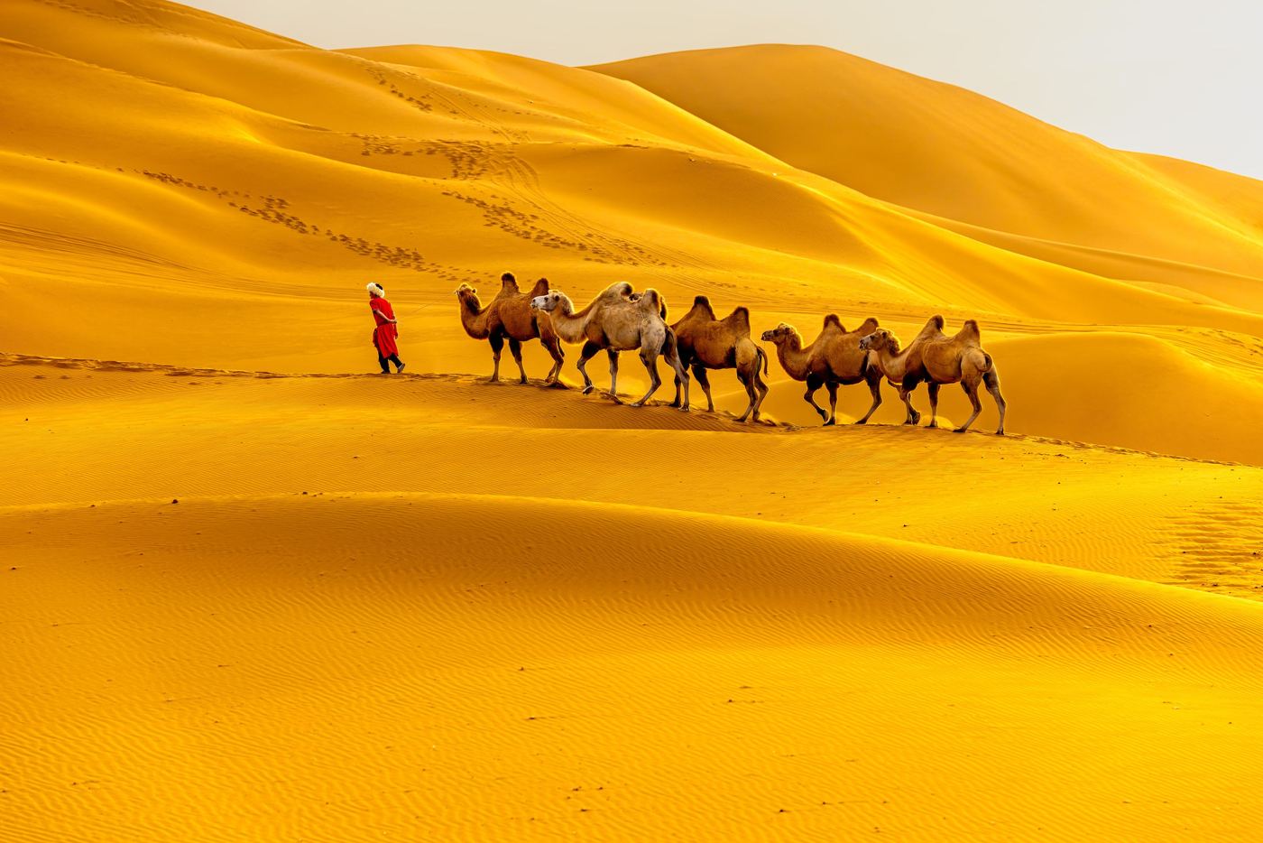 A guide leading a line of camels across golden desert sand dunes