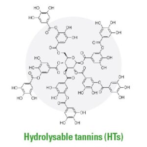 A chemical structure diagram labeled "Hydrolysable tannins (HTs)." The structure shows several hexagonal carbon rings connected by oxygen and hydroxyl groups (OH), representing the molecular makeup of condensed tannins.