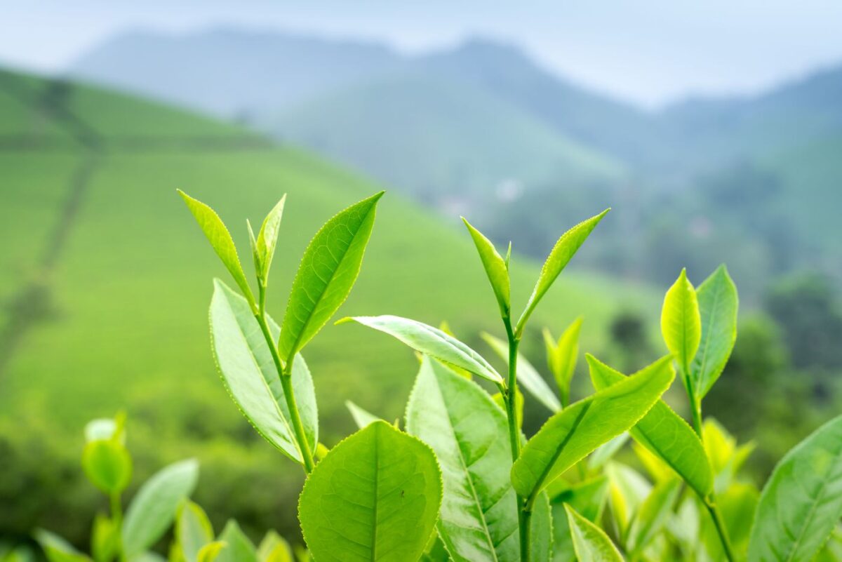 Fresh green tea leaves growing on the bush, the same Camellia sinensis plant harvested for bancha