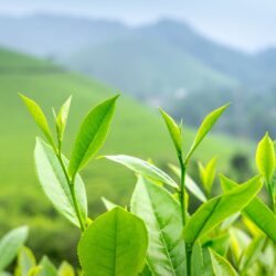 Fresh green tea leaves growing on the bush, the same Camellia sinensis plant harvested for bancha