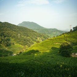 Terraced tea plantation in misty mountains, Fujian, China