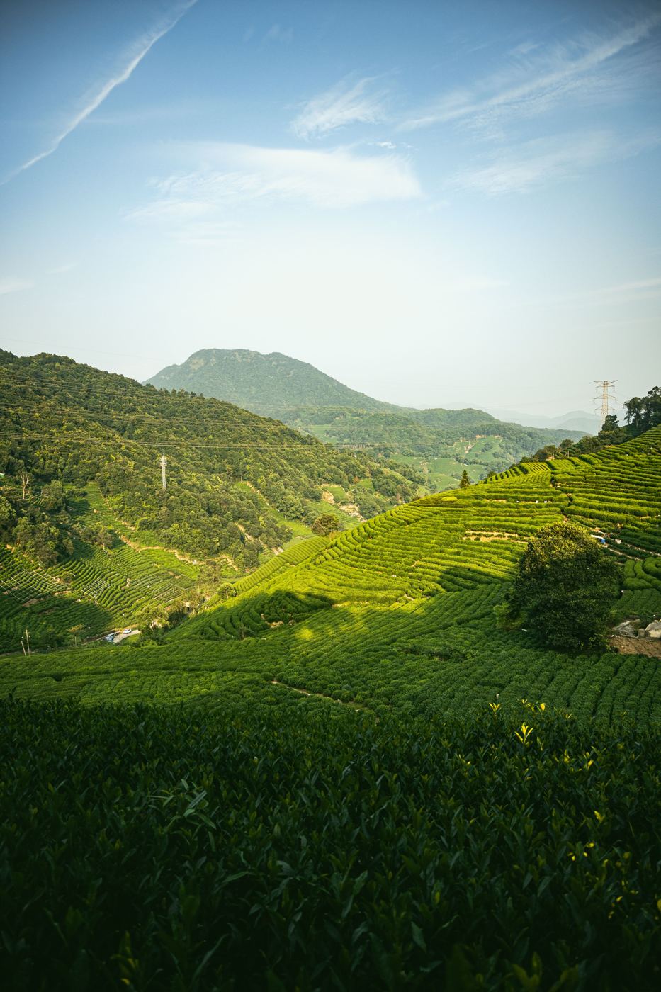 Terraced tea plantation in misty mountains, Fujian, China