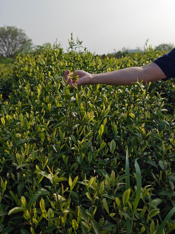 Hand plucking fresh tea shoots from a bush in a tea garden