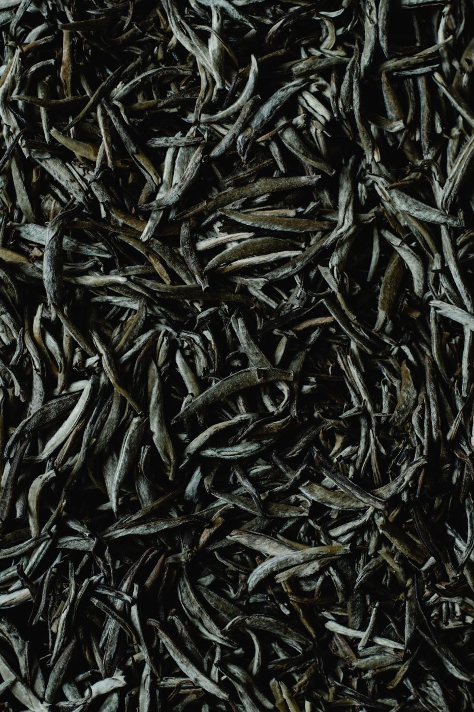 Pile of downy silver-white tea buds, close-up