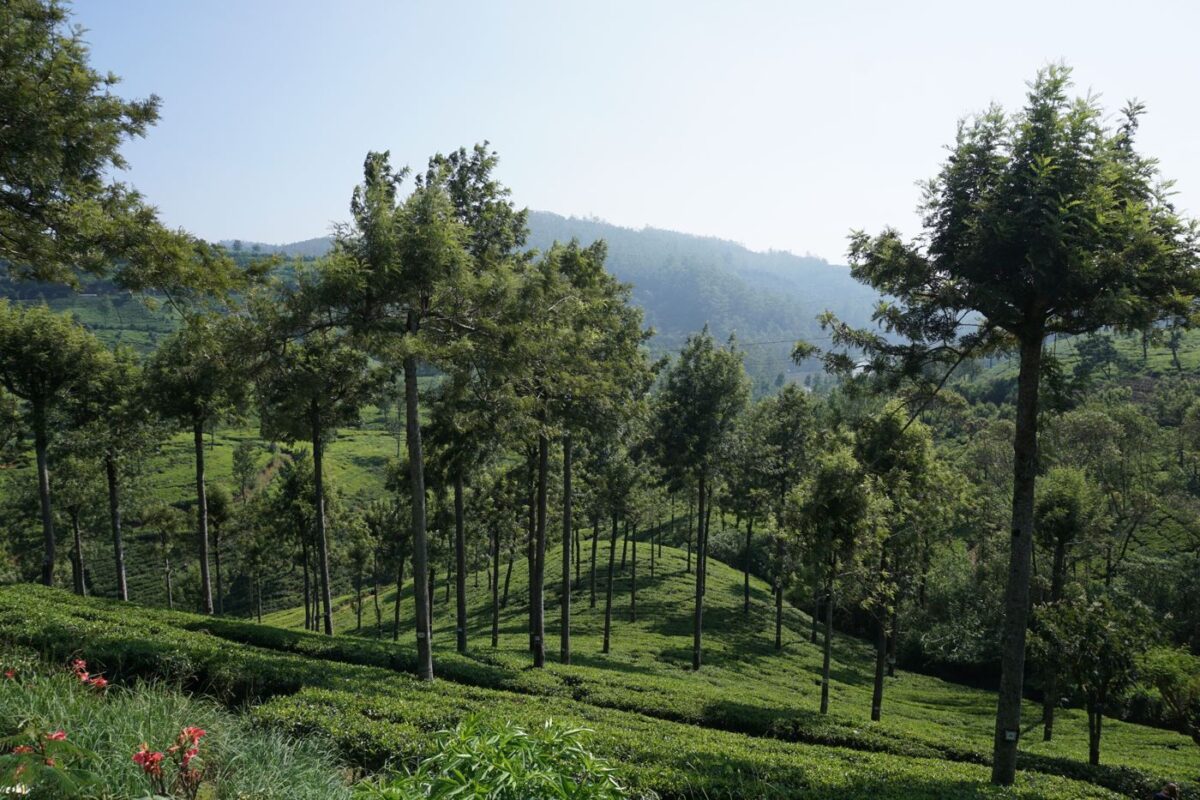 Lush green tea plantation on a hillside in the highlands of Sri Lanka