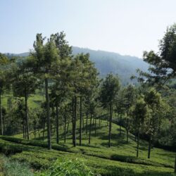 Lush green tea plantation on a hillside in the highlands of Sri Lanka