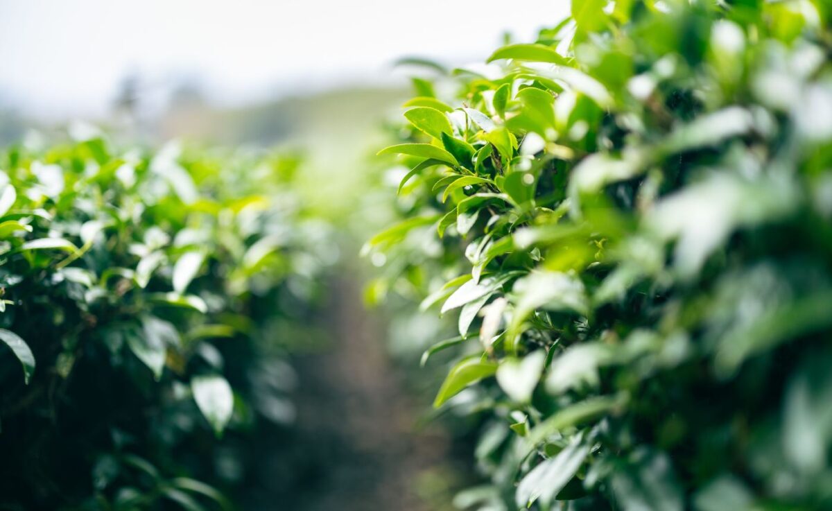 Close-up of tea bush rows in a tea plantation in Taiwan