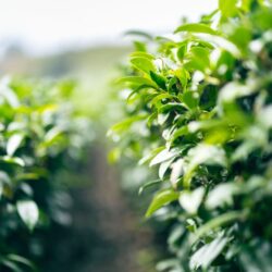 Close-up of tea bush rows in a tea plantation in Taiwan