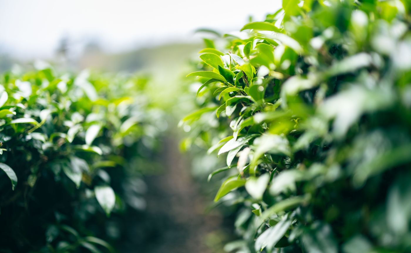 Close-up of tea bush rows in a tea plantation in Taiwan