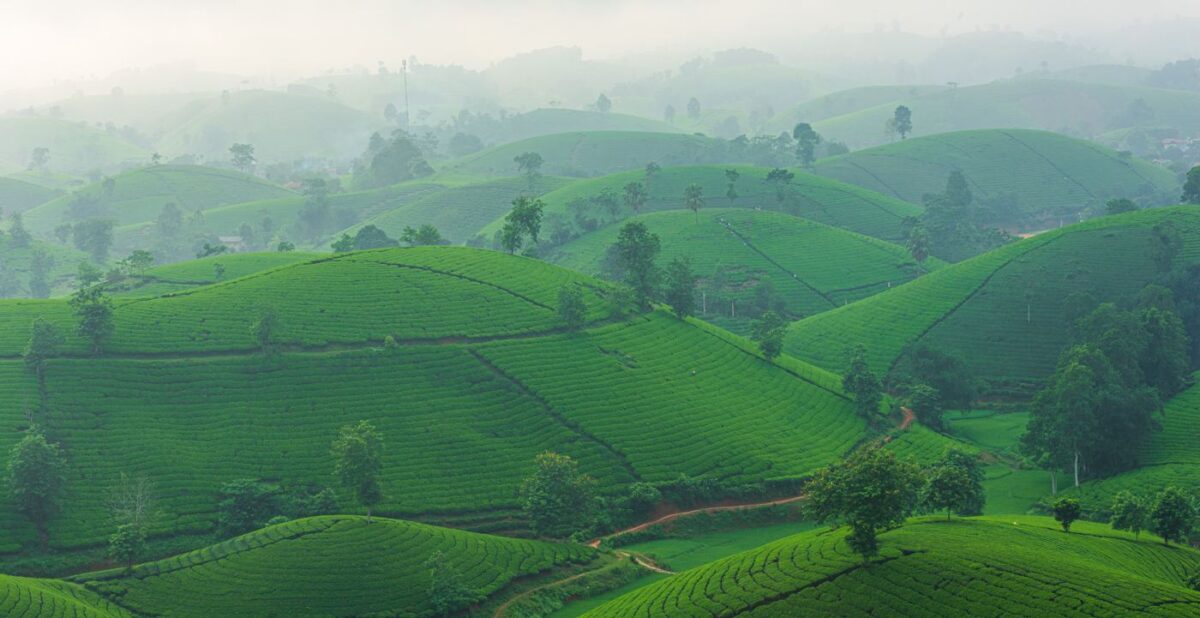 Misty green tea plantation on rolling hillsides