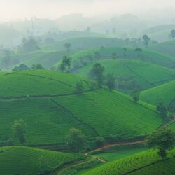 Misty green tea plantation on rolling hillsides