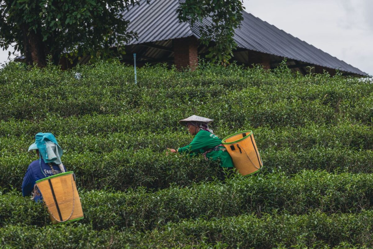 Two hill-tribe tea pickers wearing woven baskets harvest fresh leaves on a tea plantation in Chiang Rai, northern Thailand