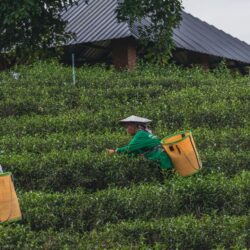 Two hill-tribe tea pickers wearing woven baskets harvest fresh leaves on a tea plantation in Chiang Rai, northern Thailand