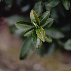 Fresh growing shoot on a tea plant, Camellia sinensis