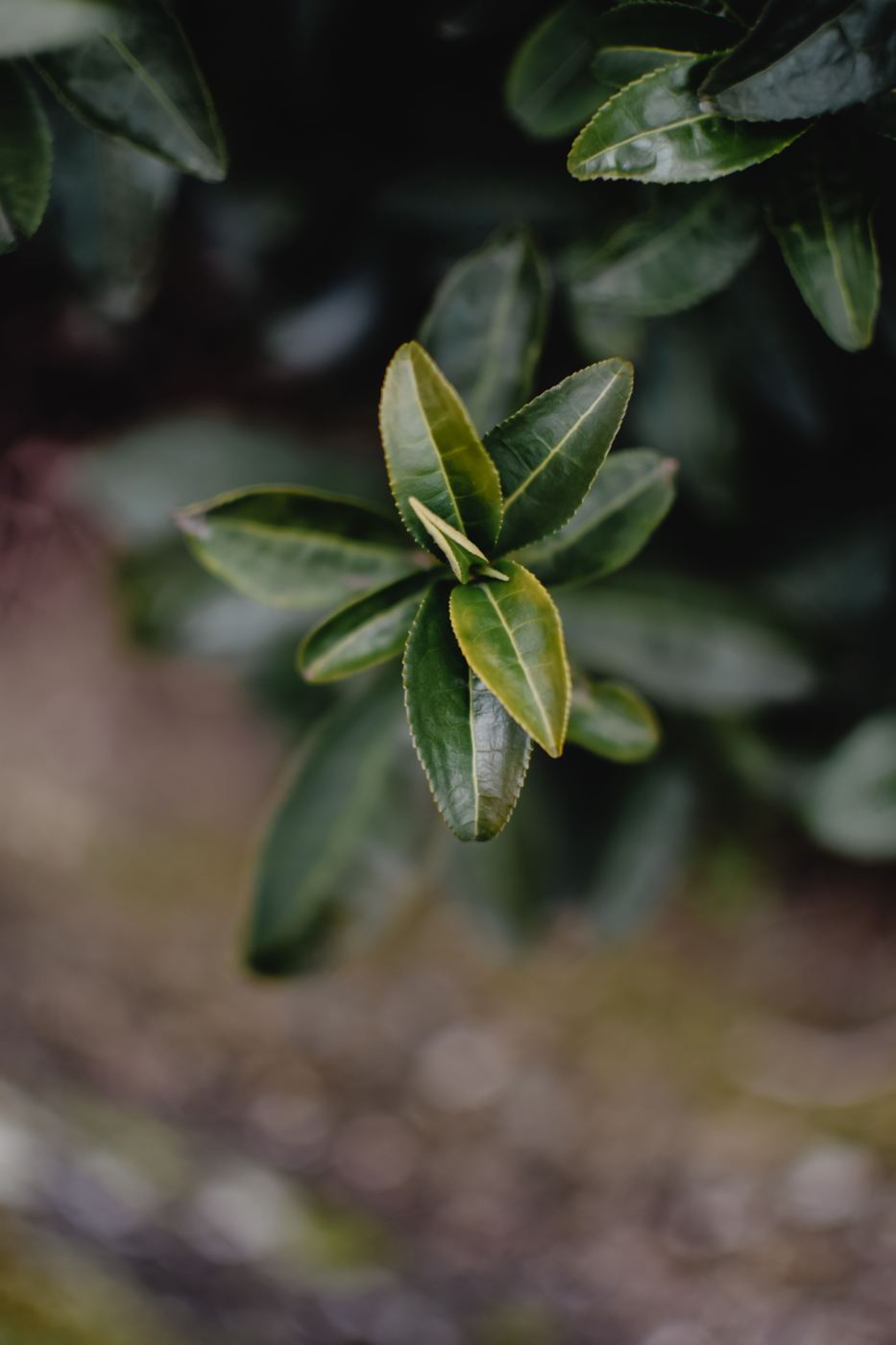 Fresh growing shoot on a tea plant, Camellia sinensis