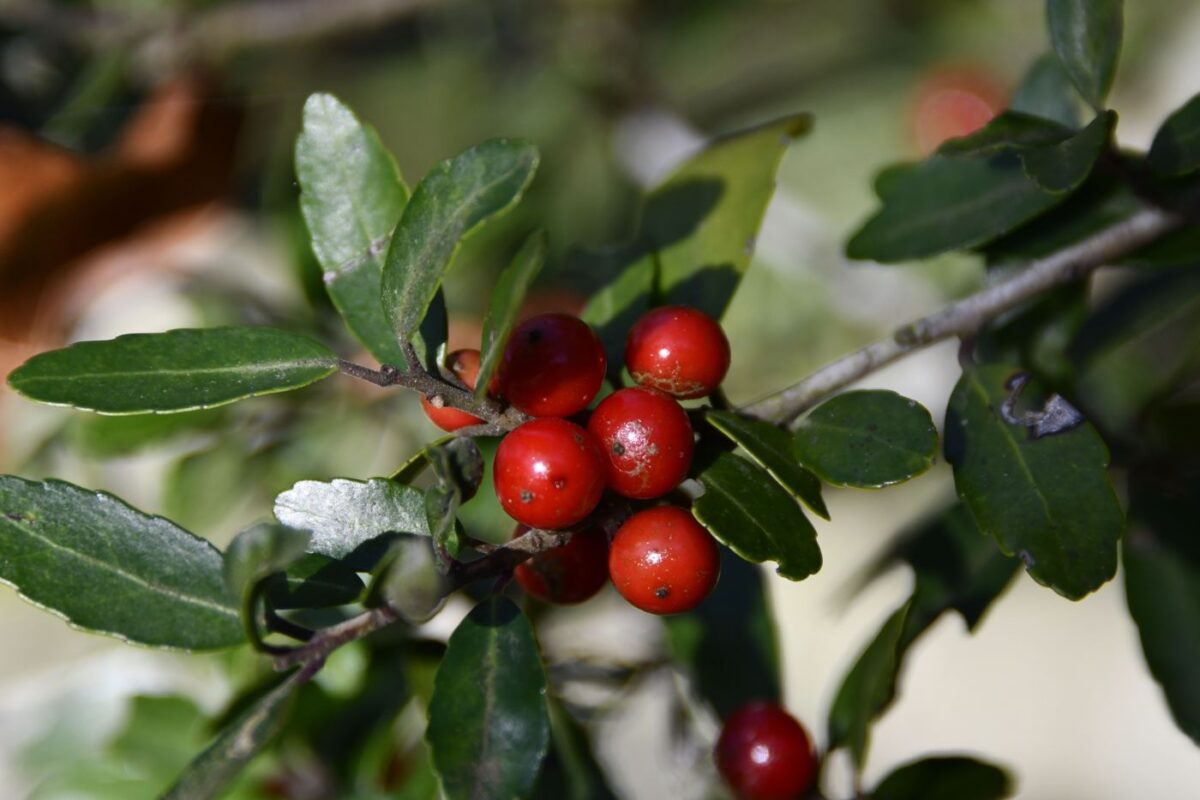 Close-up of yaupon holly branch with glossy leaves and bright red berries