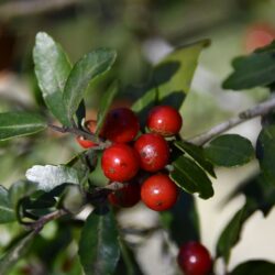 Close-up of yaupon holly branch with glossy leaves and bright red berries