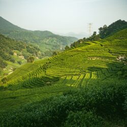 Lush terraced tea plantation rows climbing a misty mountainside