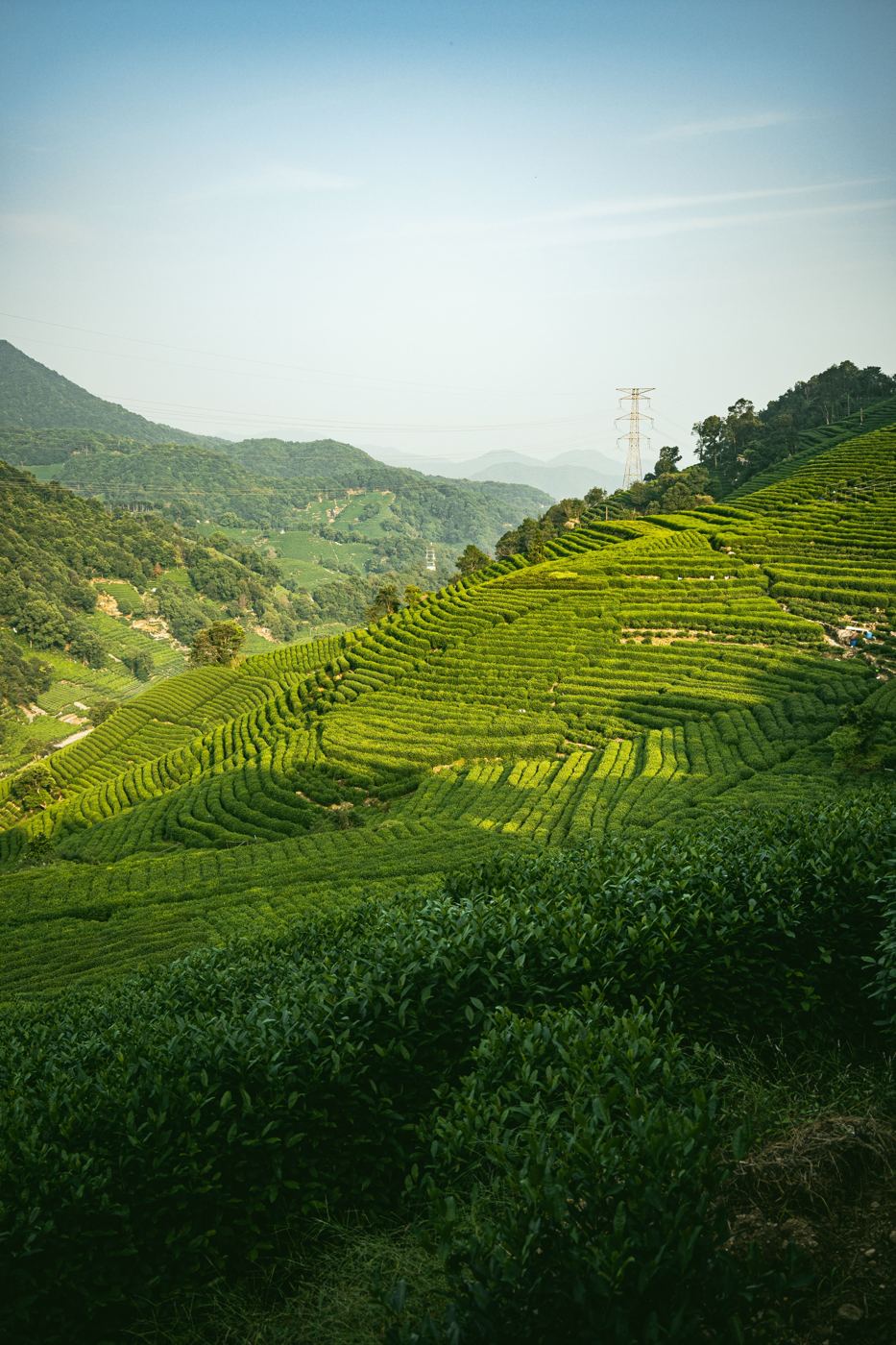 Lush terraced tea plantation rows climbing a misty mountainside